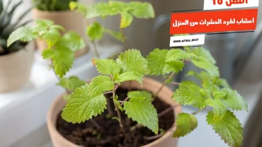 أفضل 10 أعشاب لطرد الحشرات من المنزل