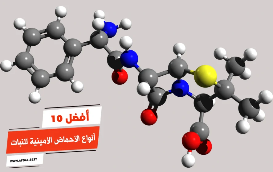 أفضل 10 أنواع الأحماض الأمينية للنبات