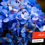 أفضل 10 أنواع الزهور الزرقاء