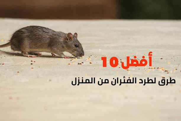 أفضل 10 طرق لطرد الفئران من المنزل