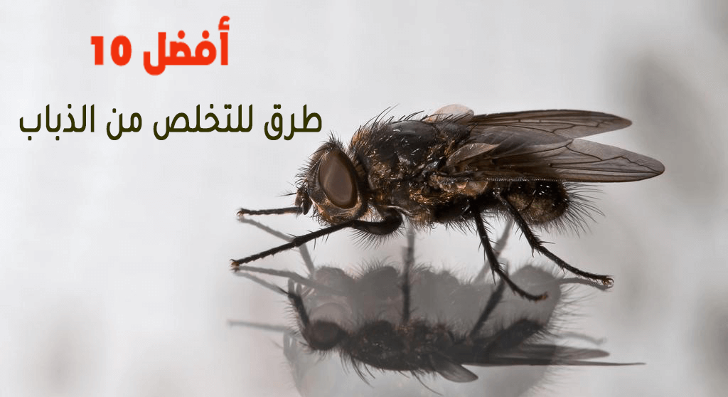 أفضل 10 طرق للتخلص من الذباب