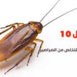 أفضل 10 مبيدات حشرية للتخلص من الصراصير