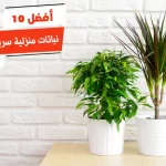 أفضل 10 نباتات منزلية سريعة النمو