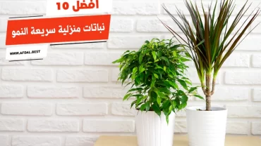 أفضل 10 نباتات منزلية سريعة النمو