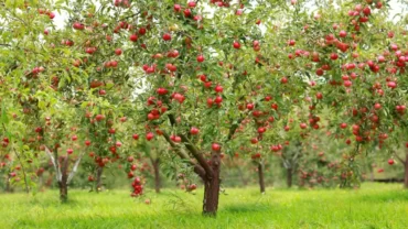 بستان التفاح الأحمر