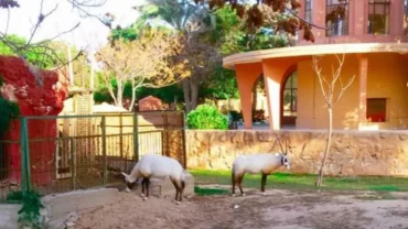 حديقة الحيوان بالإسكندرية