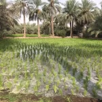 قسم الإنتاج النباتي
