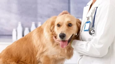 كلية الطب البيطري