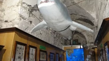 متحف الأحياء المائية بالاسكندرية