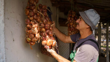 نصائح تخزين البصل