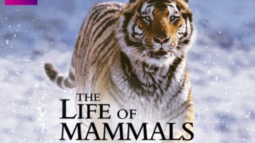 The Life of Mammals