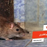 أفضل 10 انواع سم الفئران قوي من الصيدلية