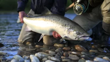 السلمون النرويجي/ Norwegian salmon