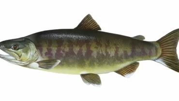 سلمون تشام/ Chum salmon