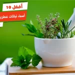 أفضل 10 أسماء نباتات عطرية وطبية