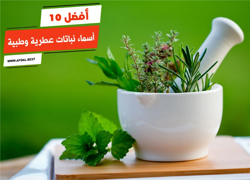 أفضل 10 أسماء نباتات عطرية وطبية