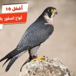 أفضل 10 أنواع الصقور بالصور