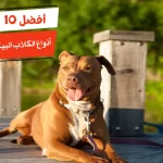 أفضل 10 أنواع الكلاب البيتبول واسعارها