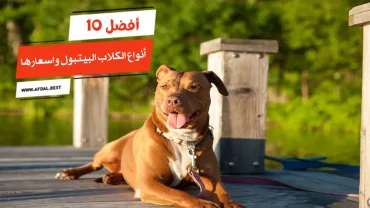 أفضل 10 أنواع الكلاب البيتبول واسعارها