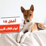 أفضل 10 أنواع الكلاب للتربية في المنزل