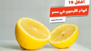 أفضل 10 أنواع الليمون في مصر
