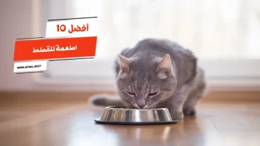 أفضل 10 اطعمة للقطط