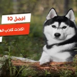 أفضل 10 اكلات كلاب الهاسكي