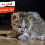 أفضل 10 اكلات للقطط عمر شهرين