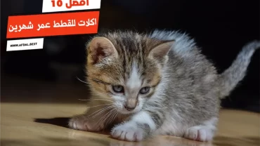 أفضل 10 اكلات للقطط عمر شهرين