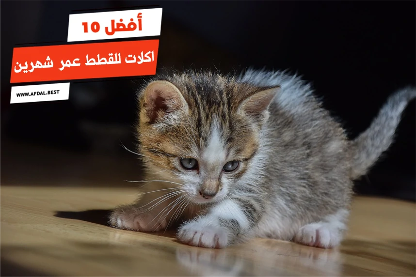 أفضل 10 اكلات للقطط عمر شهرين