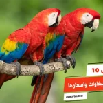 أفضل 10 انواع الببغاوات واسعارها