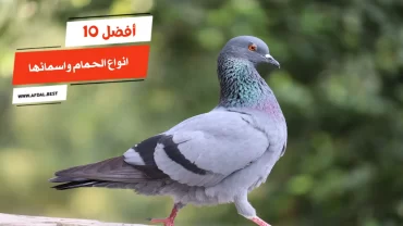 أفضل 10 انواع الحمام واسمائها