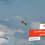 أفضل 10 انواع الطيور المهاجرة واسمائها