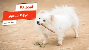 أفضل 10 انواع الكلاب اللولو