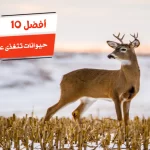 أفضل 10 حيوانات تتغذى على النباتات