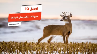 أفضل 10 حيوانات تتغذى على النباتات