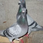 الحمام البلدي