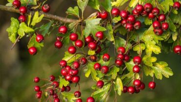 الزعرور البري