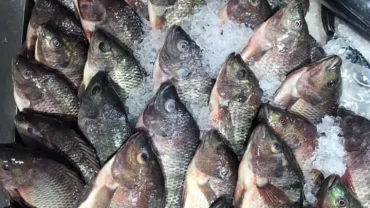 السمك البلطي / Tilapia Fish