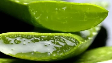 الصبار Aloe vera