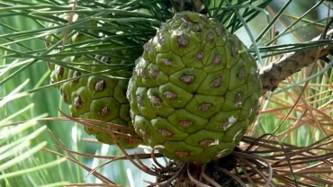 الصنوبر الجبلي