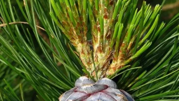 الصنوبر السيبيري