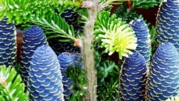 الصنوبر الكوري