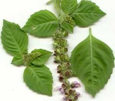 العلاج بنبات الريحان