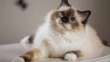 القط  بيرمان / Birman Cat