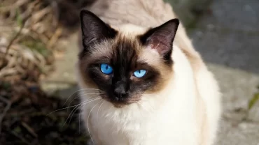 القطط السيامي/Siamese cat