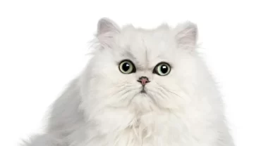 القطط الشيرازي / persian cat