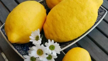 الليمون الأضاليا/ lemon dahlia