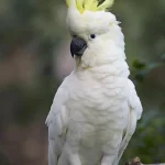 ببغاء كوكاتو