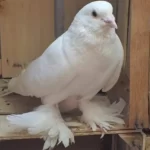 حمام الشقلباظ